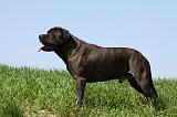 BULLMASTIFF 380